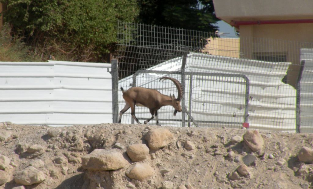 Ma gli stambecchi non vivono in alta montagna? : )